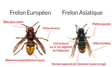 Comparaison entre frelon asiatique et frelon européen