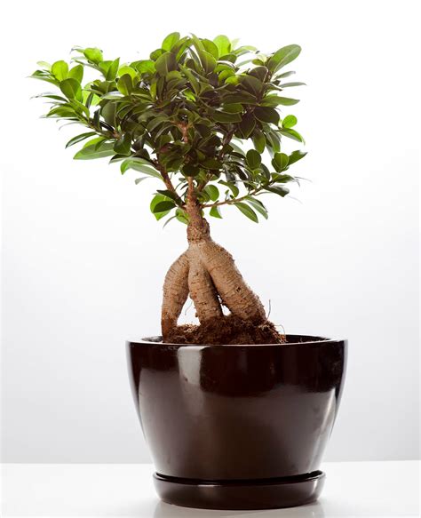 Brumisation d'un bonsaï Ficus Ginseng