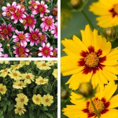 illustration de différentes variétés de Coreopsis avec leurs couleurs variées