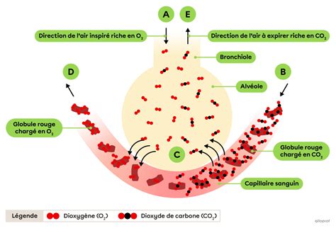 Schéma des échanges gazeux à la surface de l'eau