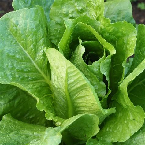 Laitue romaine blonde maraîchère, gros plan sur la pomme allongée