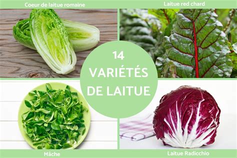 Infographie comparant différentes variétés de laitues