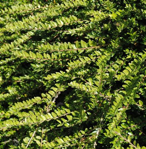 Feuilles de chèvrefeuille atteintes d'oïdium