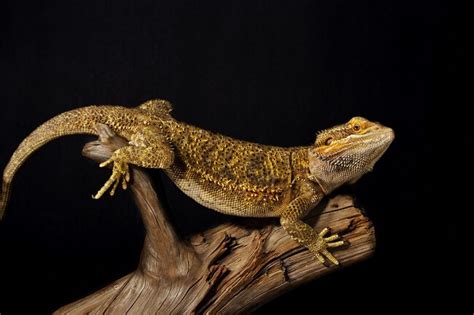 Pogona grimpant sur une branche dans un terrarium
