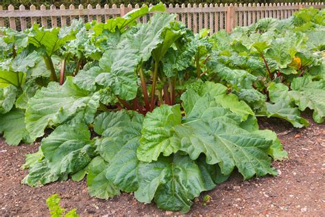 Plante de rhubarbe avec ses grandes feuilles et ses pétioles rouges