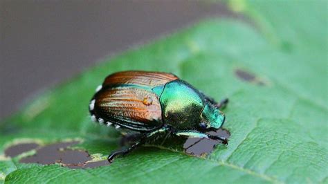 Scarabées japonais sur une feuille de rhubarbe