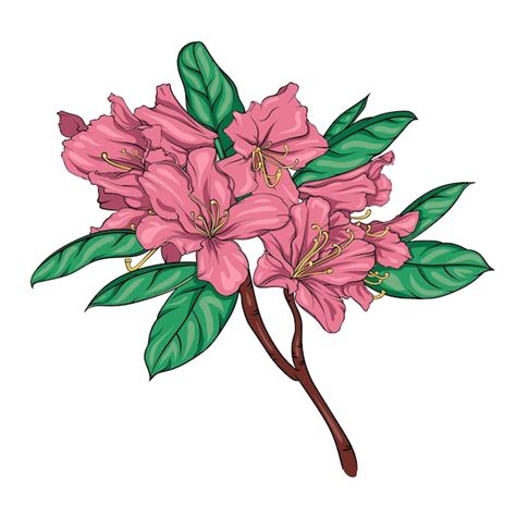 Illustration d'un rhododendron en fleurs