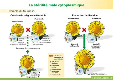 Diagramme illustrant l'héritage de la stérilité mâle génique chez le tournesol (croisement et proportions mendéliennes)