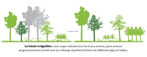 Illustration comparant une levée irrégulière et une levée régulière de tournesol