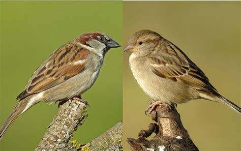 Moineau domestique mâle et femelle sur un mur