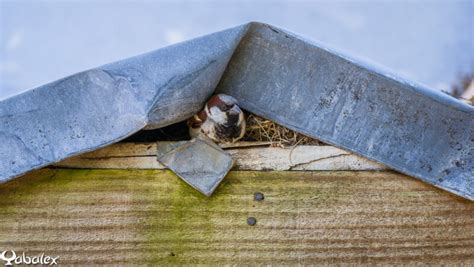 Nid de moineau domestique dans une cavité de mur