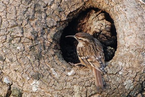 Nid de grimpereau des jardins dans une crevasse d'arbre