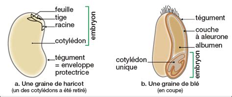 Graine en coupe montrant l'embryon et les réserves nutritives