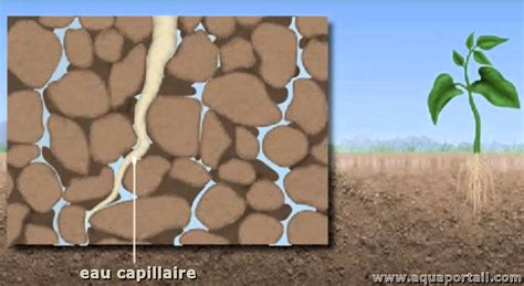Illustration du transport capillaire de l'eau dans le sol