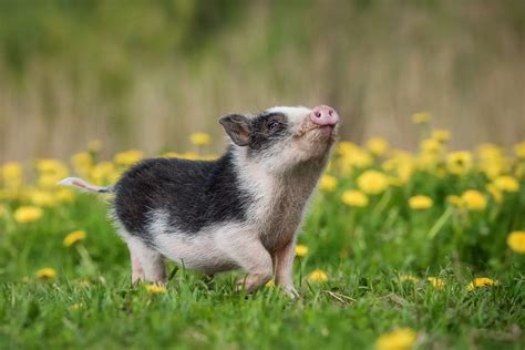 Un cochon nain mangeant des légumes