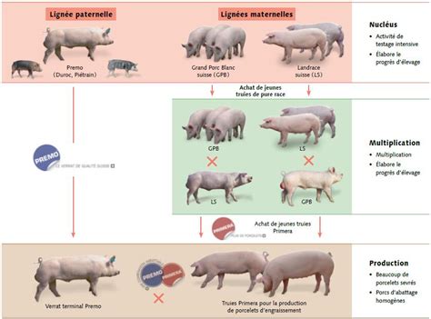 Schéma de l'élevage porcin de la naissance à l'abattage