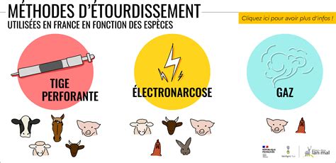 Infographie comparant les méthodes d'étourdissement des animaux