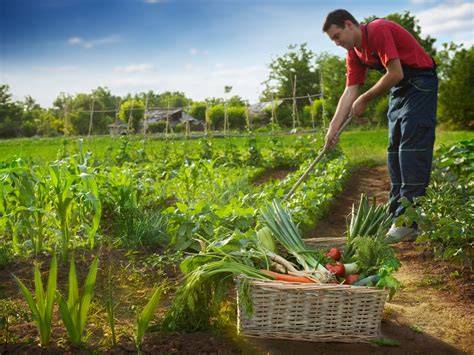 Un jardinier travaillant dans un potager avec des outils anciens