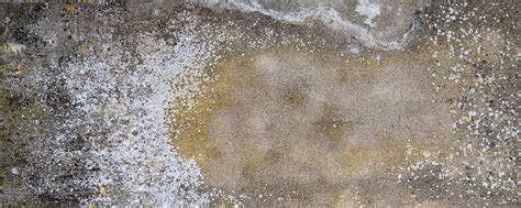 Efflorescences sur mur en parpaing humide