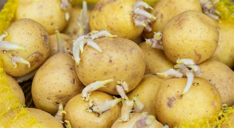 Pomme de terre crue et germée avec un avertissement de toxicité