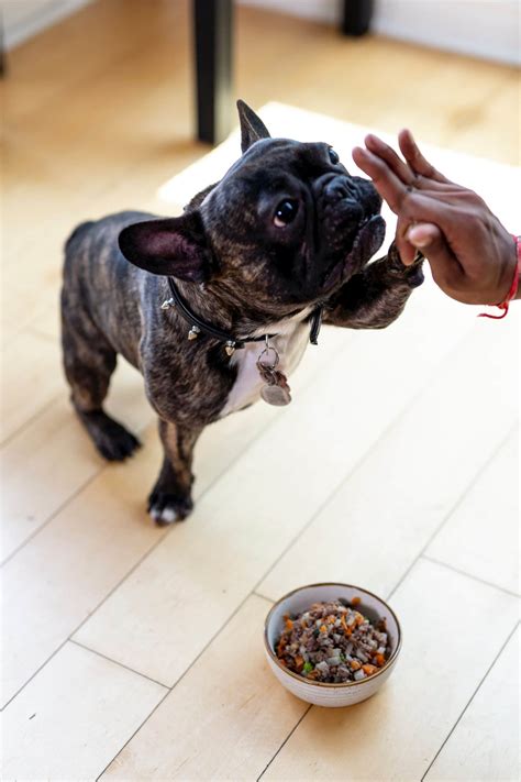 Chien mangeant une petite portion de pomme de terre cuite