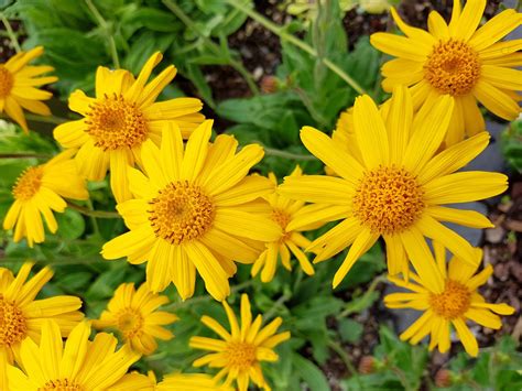 Arnica Montana fleurs