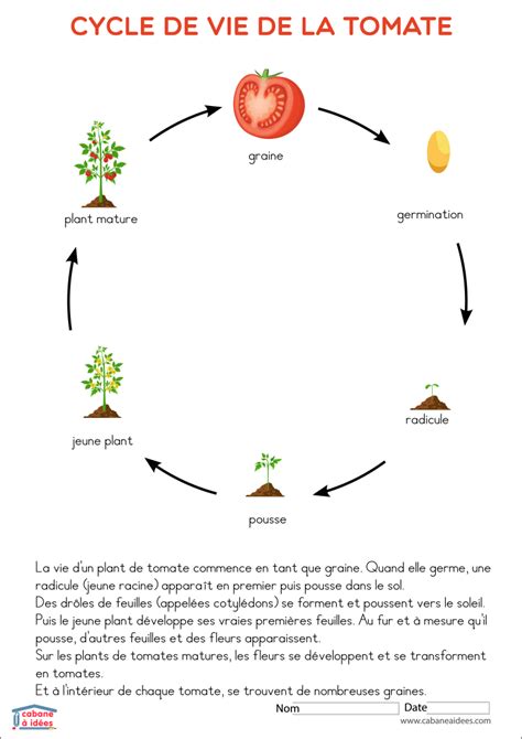 Schéma du cycle de vie de la noctuelle de la tomate