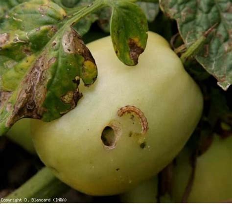 Chenille de noctuelle de la tomate sur une feuille
