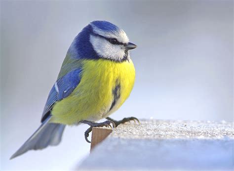 Mésange bleue, prédateur naturel de la noctuelle