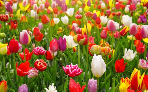 Champ de tulipes