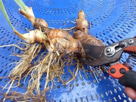 Plantation correcte d'un rhizome d'iris, avec le dessus visible