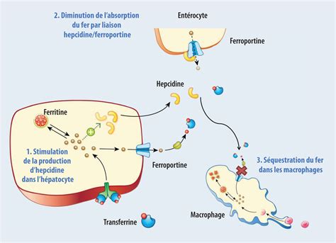 Schéma illustrant le cycle du fer dans la rhizosphère et son absorption par les racines des plantes