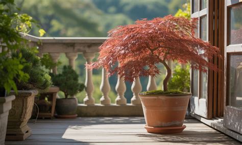 géraniums en pot sur un balcon