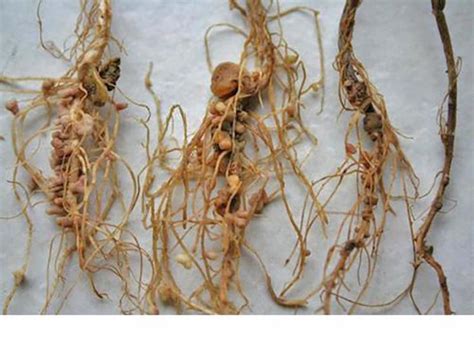 Comparaison de racines saines et infectées par le Crown Gall