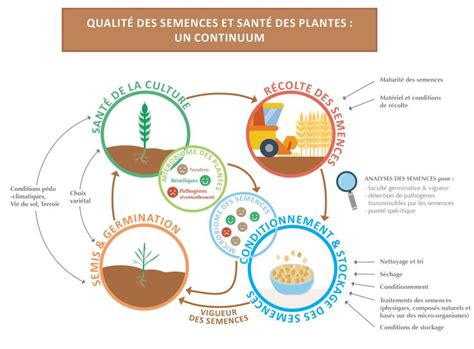 Importance des semences dans l'agriculture