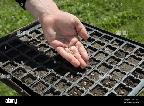 Jardinier sélectionnant des semences