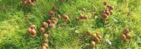 Champignons divers dans une pelouse