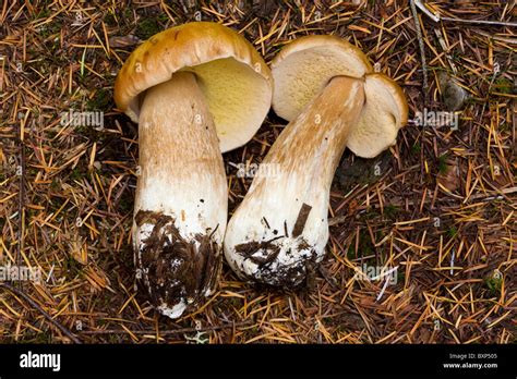 Photographies de bolets difficiles à identifier