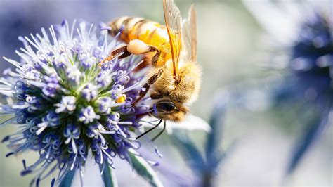 Photo de haies fleuries avec insectes pollinisateurs