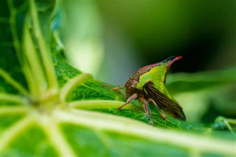 Photo macro d'une punaise Tingidae sur une feuille de peuplier