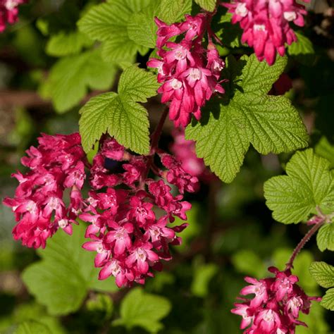 Illustration d'un buisson de Ribes sanguineum 'King Edward VII' en pleine floraison printanière avec ses grappes pendantes rouge vif