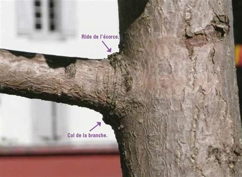 Schéma illustrant la ride de l’écorce et le col de la branche pour une coupe précise