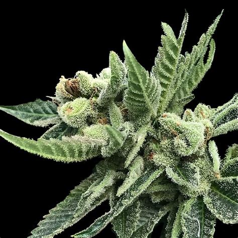 Plant de cannabis Blue Widow en phase de floraison avec des teintes violettes