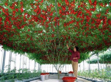 Schéma illustrant la méthode du SCROG pour la culture en intérieur