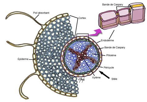 Coupe transversale de l'épiderme racinaire illustrant l'émergence d'un poil absorbant