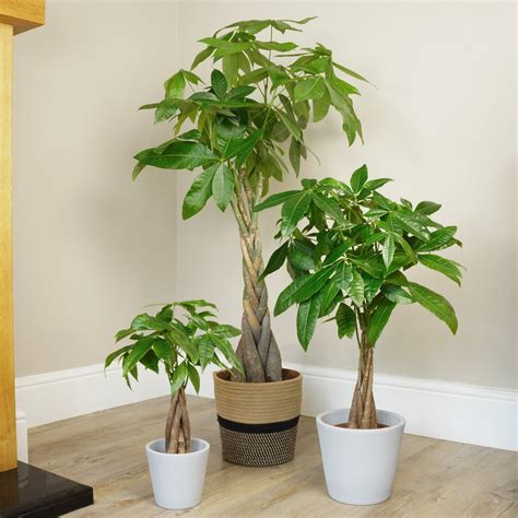 Pachira Aquatica dans un salon lumineux