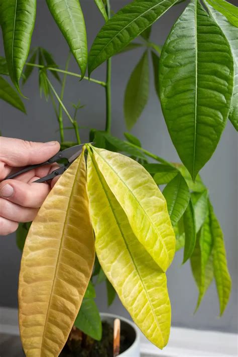 Feuilles de Pachira montrant des signes de déshydratation