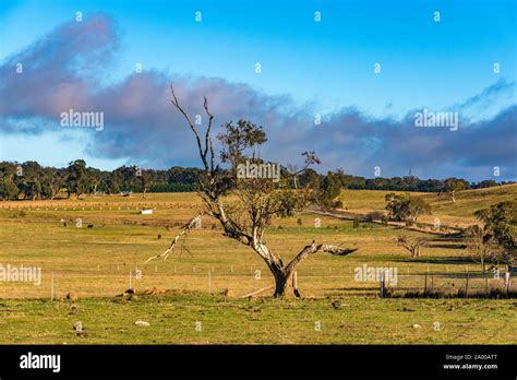 Paysage australien avec des eucalyptus