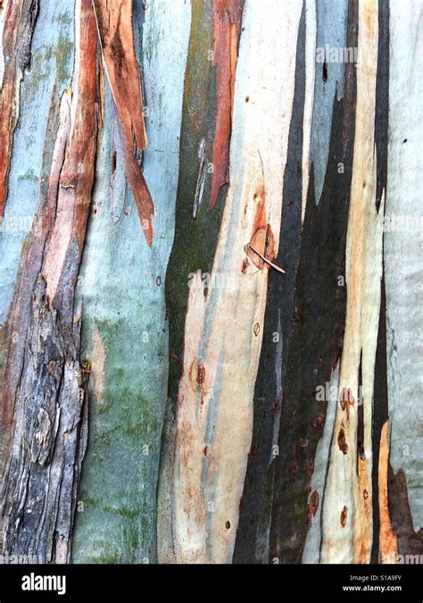 Gros plan sur l'écorce exfoliante de l'Eucalyptus gunnii