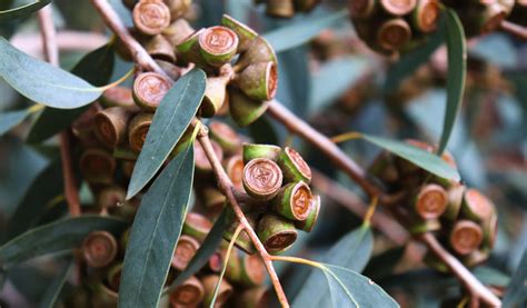 Schéma illustrant l'espacement idéal autour d'un jeune Eucalyptus